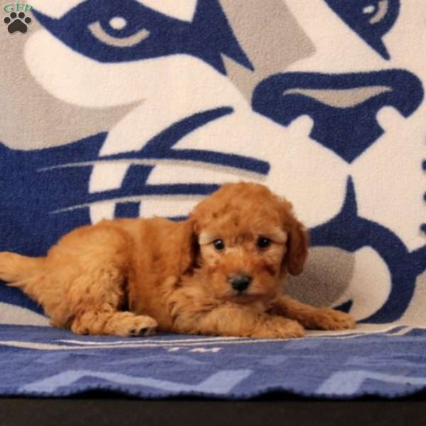 Rain, Mini Goldendoodle Puppy